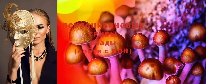 как найти закладки  Алейск  Галлюциногенные грибы Psilocybe 